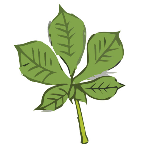 Chestnut Leaf