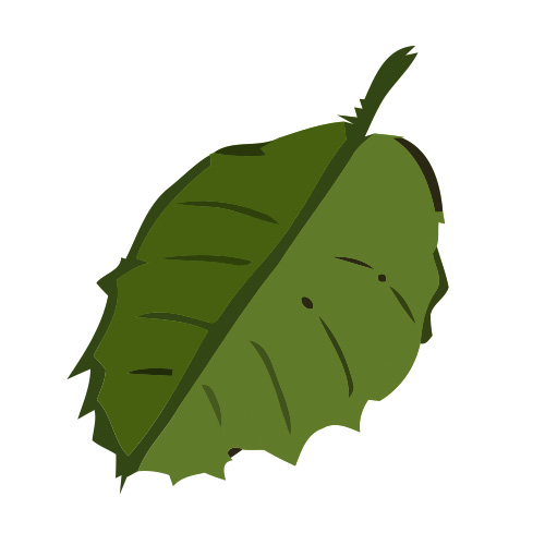 Hazel Leaf